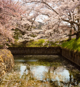 桜と水面の散り花02のフリー写真素材