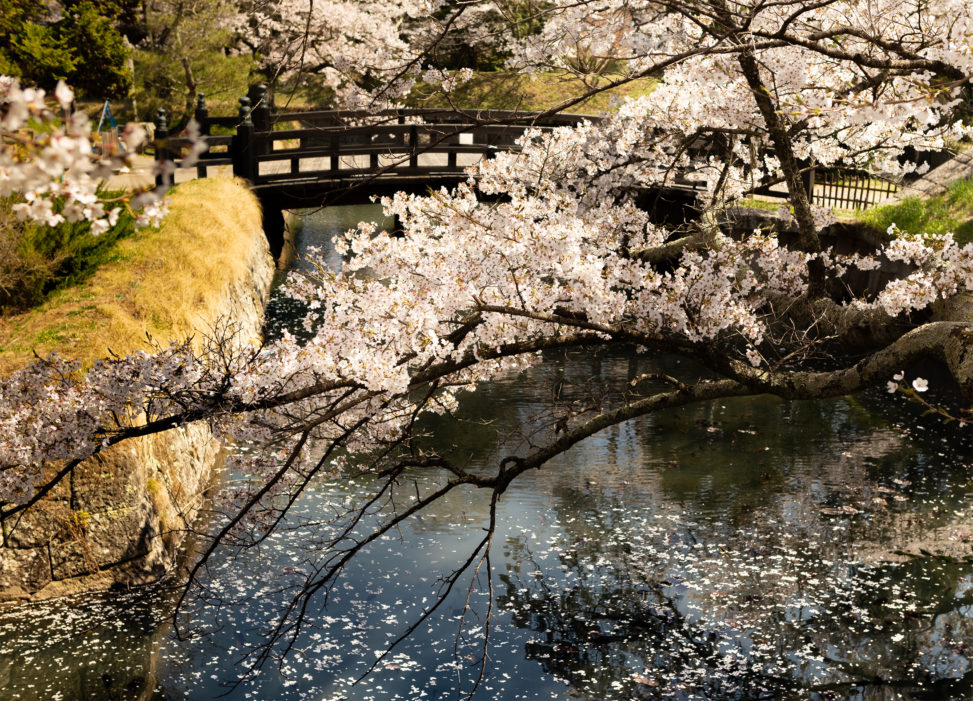 桜と橋と水面の散り花02のフリー写真素材