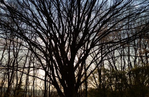 たくさんの木の枝のシルエットのフリー写真素材