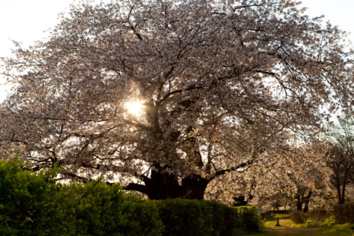 桜の木から見える夕日のフリー写真素材