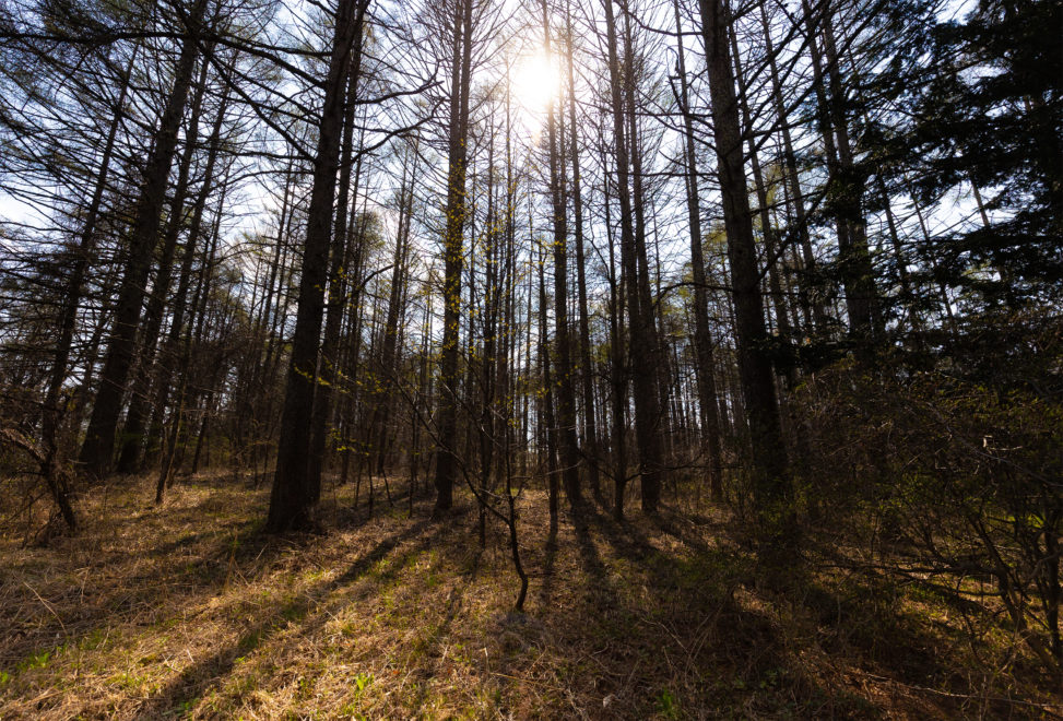 木立と日差しのフリー写真素材