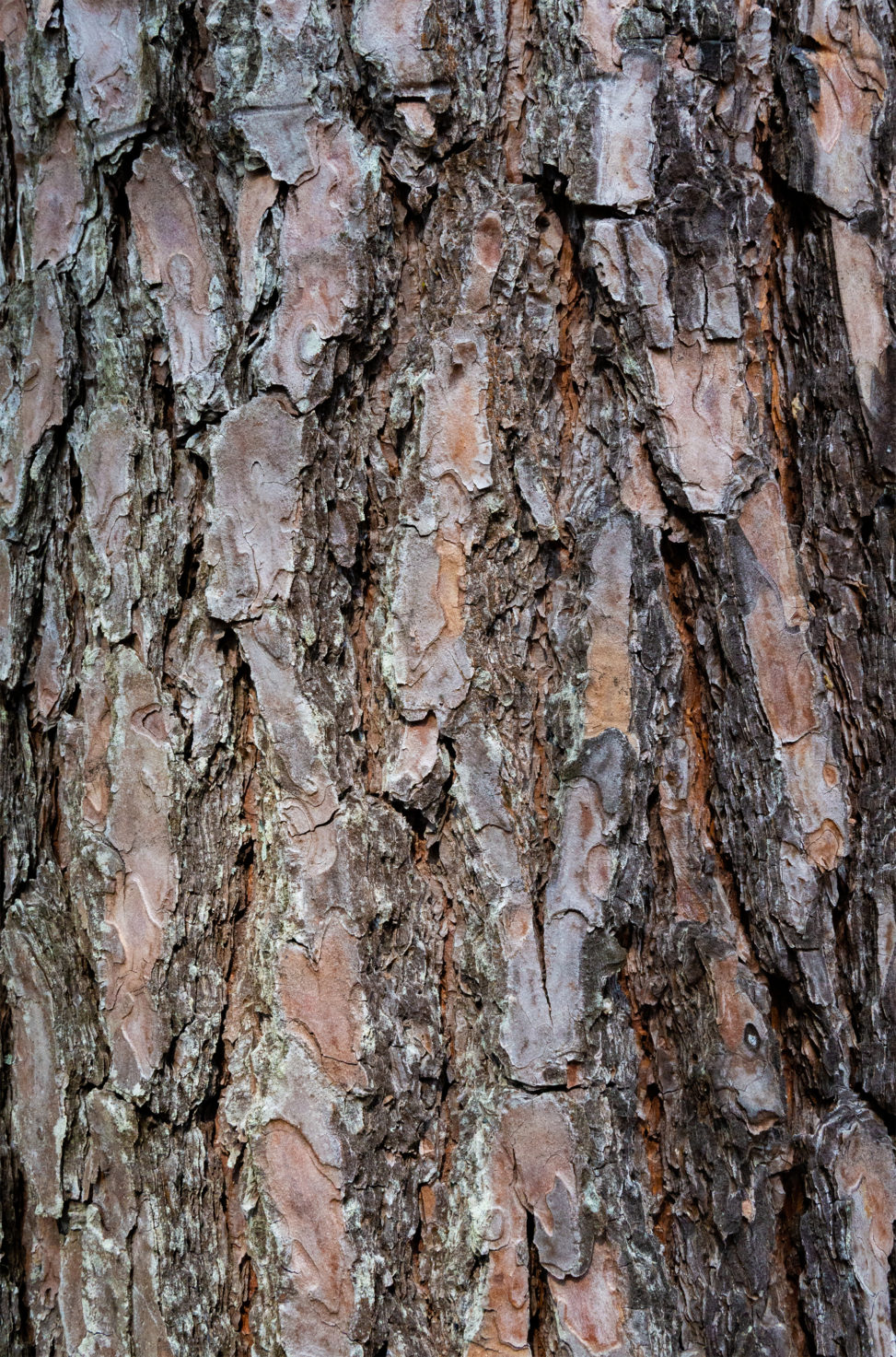 松の木肌のテクスチャー03のフリー写真素材