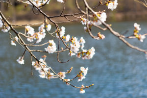 水辺に咲く桜のフリー写真素材
