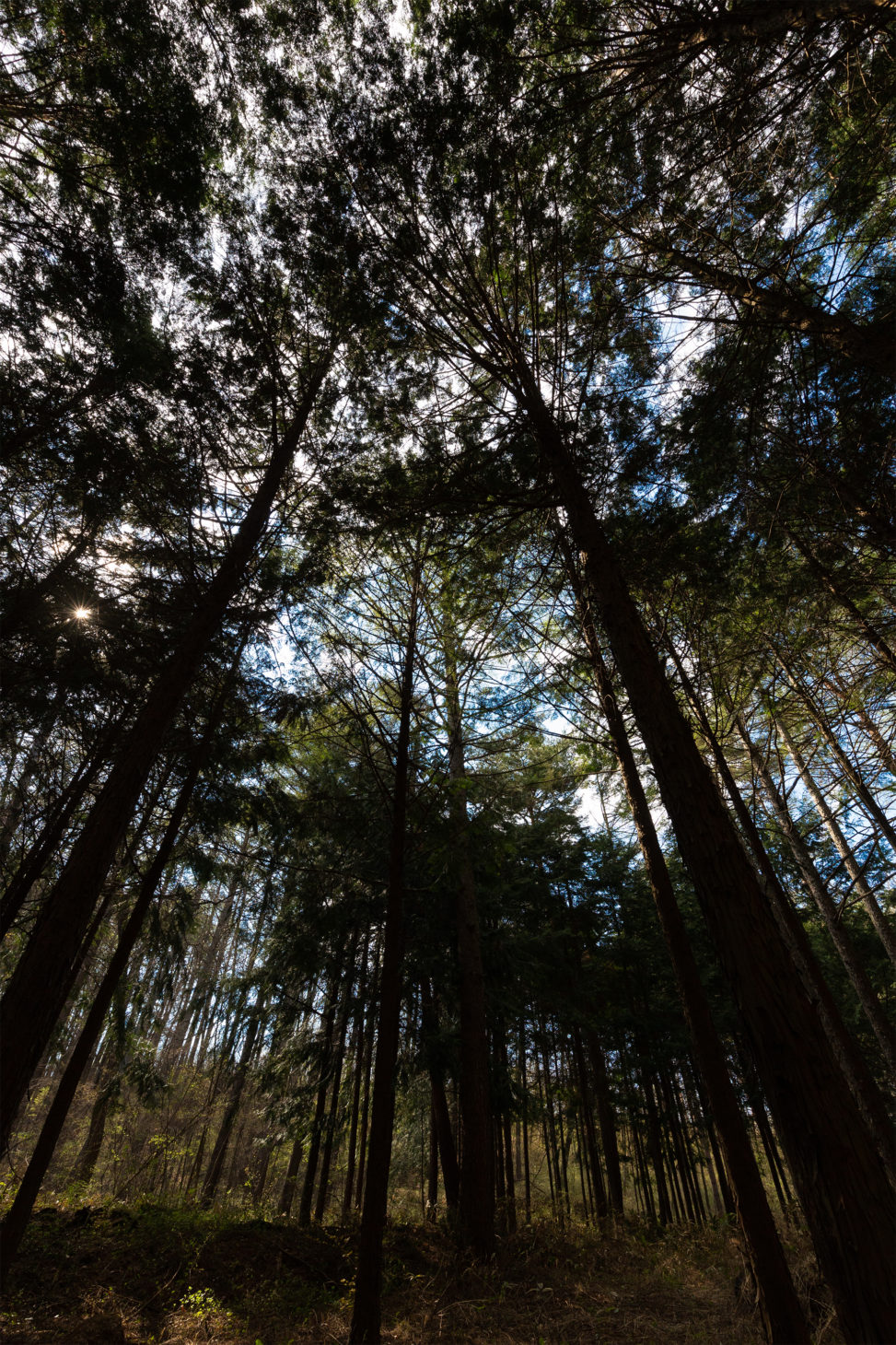 カラマツ林のフリー写真素材