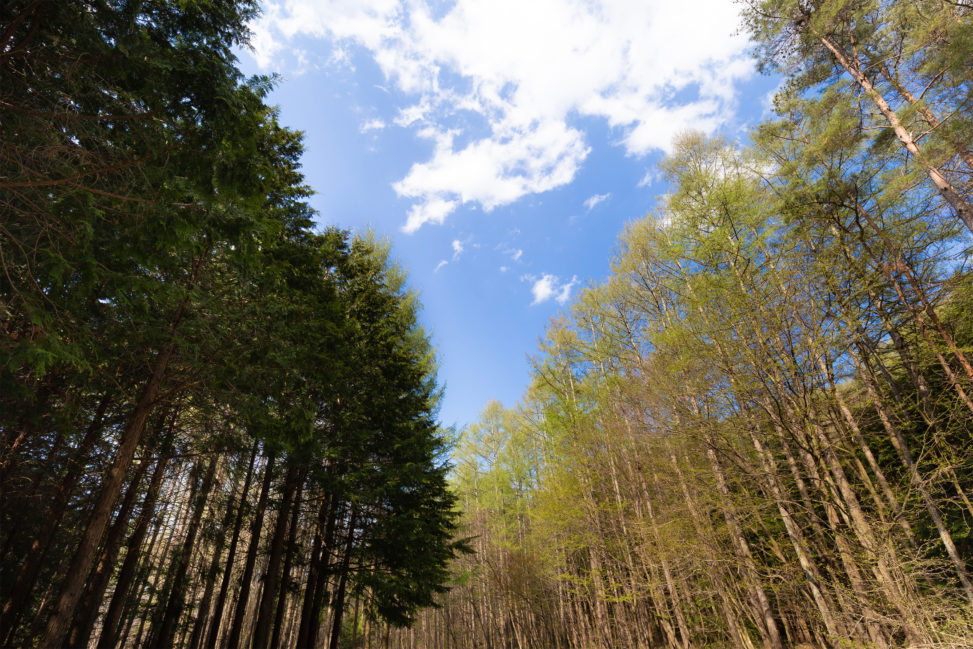 木立と青空のフリー写真素材