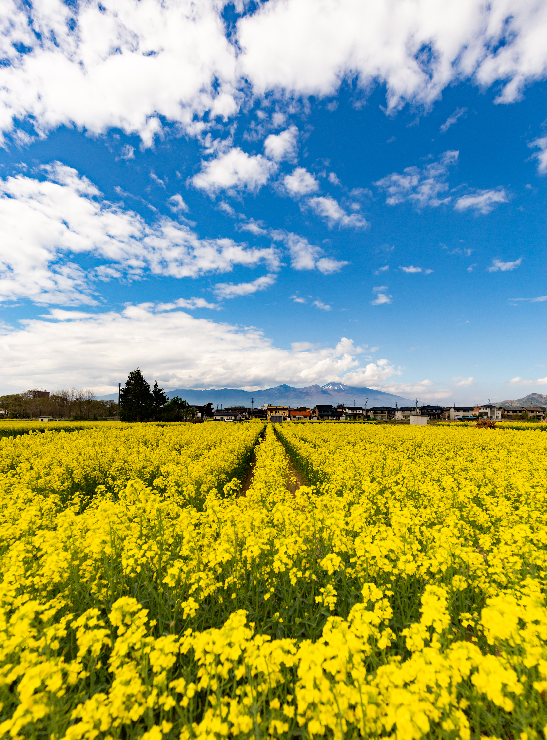 ダイナミックな空と一面の菜の花畑 無料の高画質フリー写真素材 イメージズラボ