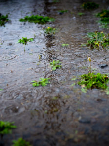 雨の日の水溜まりのフリー写真素材