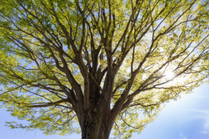 芽吹いた欅の木のフリー写真素材