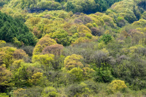 新緑の樹々のフリー写真素材