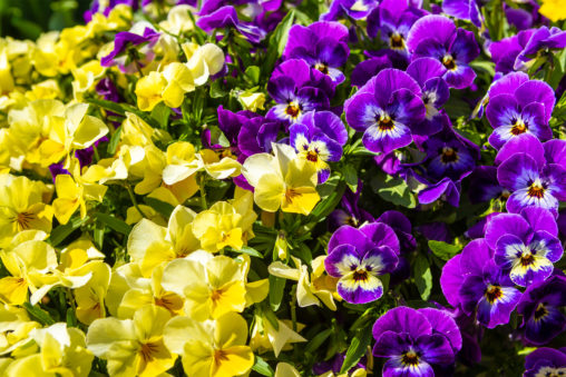 黄色と紫色のビオラ（ヴィオラ）のフリー写真素材