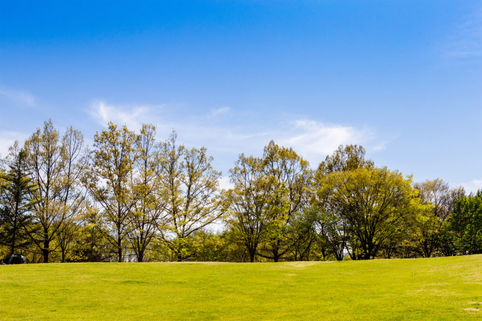 鮮やかな芝生と木立と青空のフリー写真素材