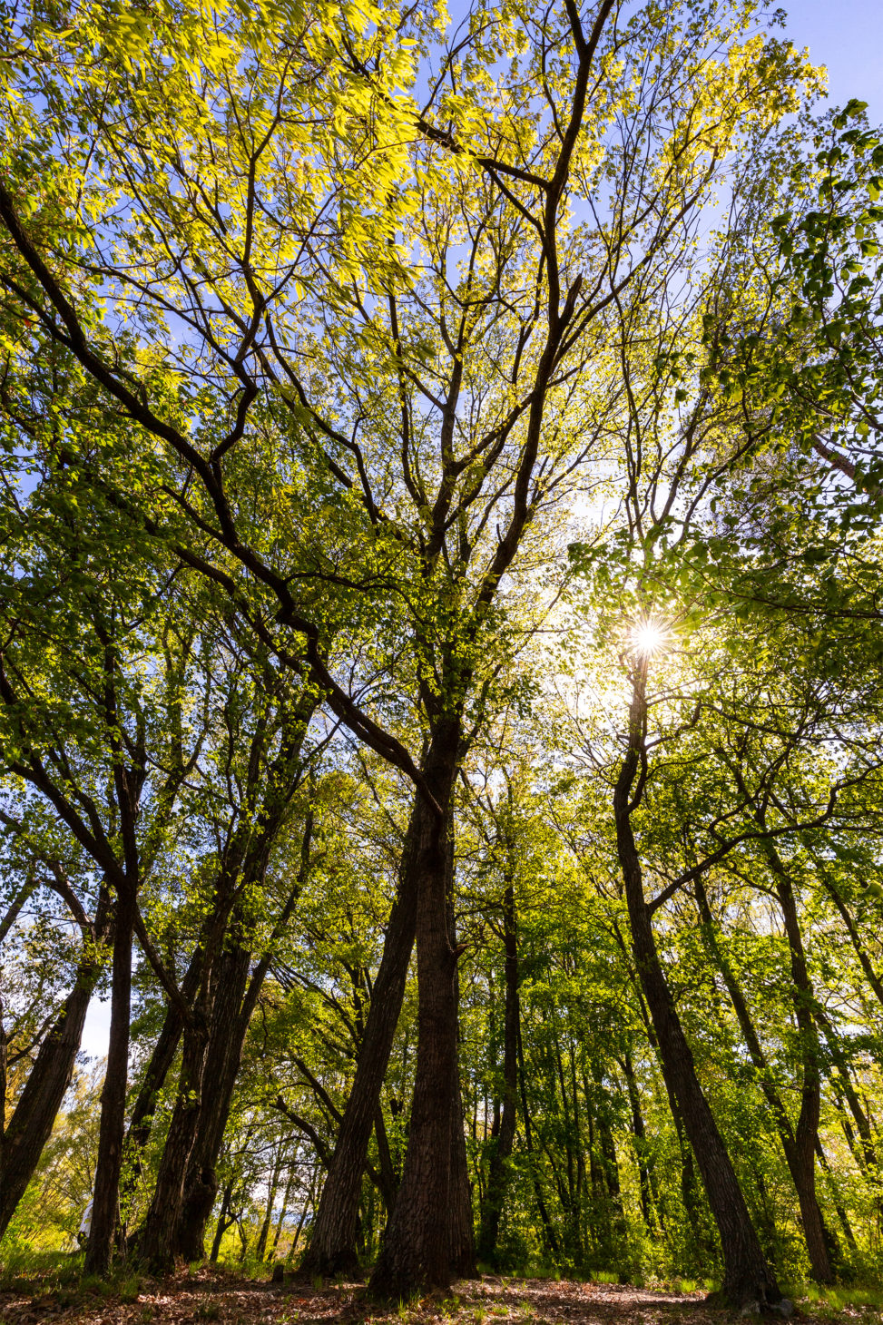 新緑の樹々と日差しのフリー写真素材