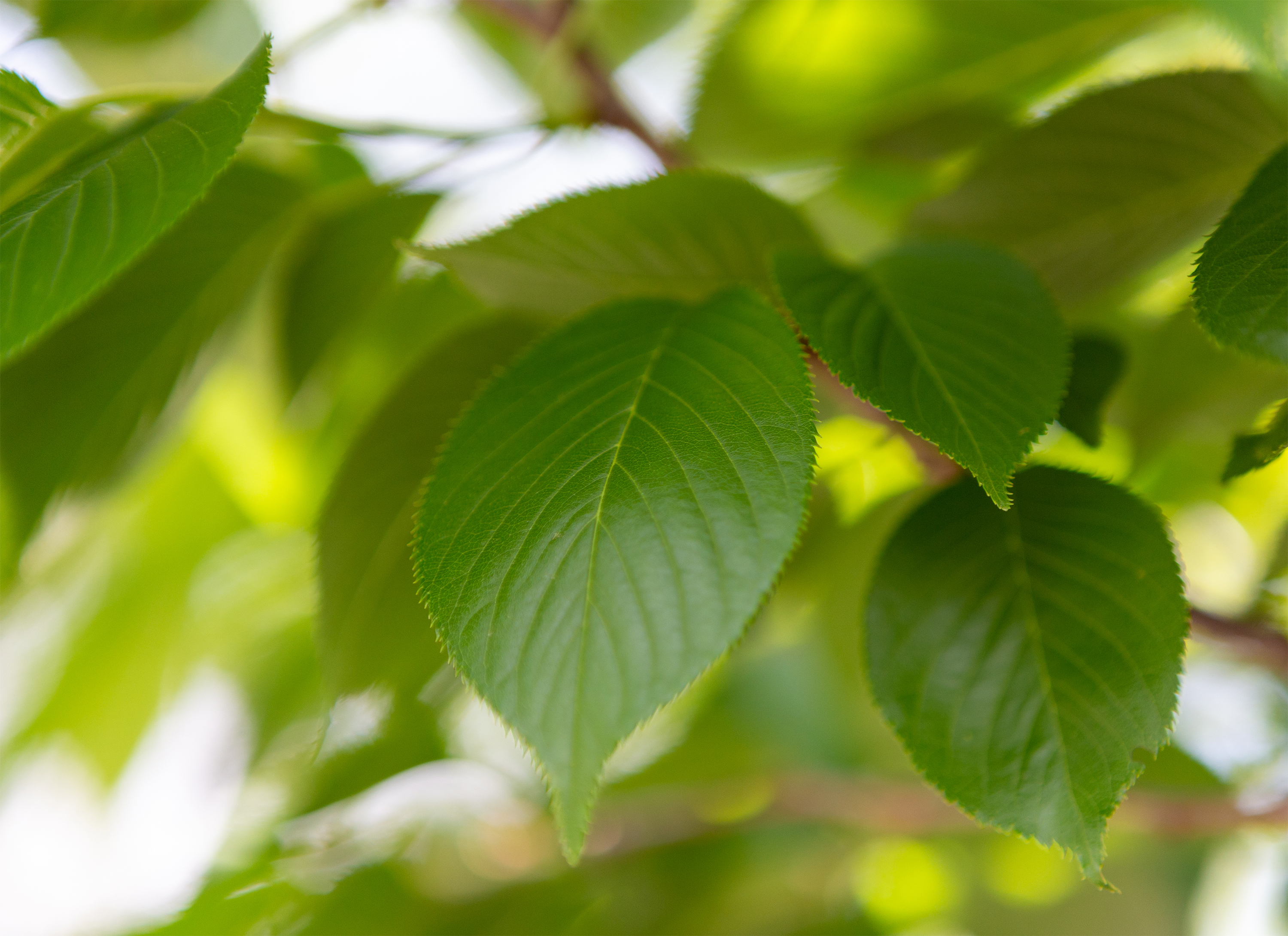 新緑の葉っぱ 無料の高画質フリー写真素材 イメージズラボ