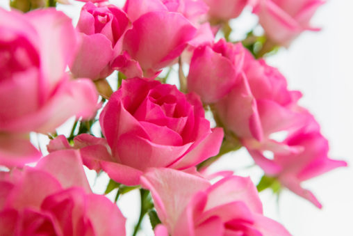 淡いピンク色のバラ（薔薇）の花のフリー写真素材