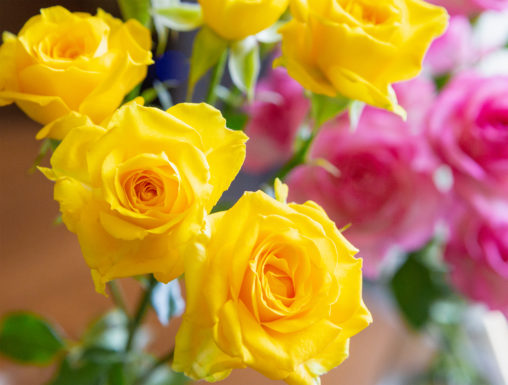 淡いピンクと黄色のバラ（薔薇）の花のフリー写真素材