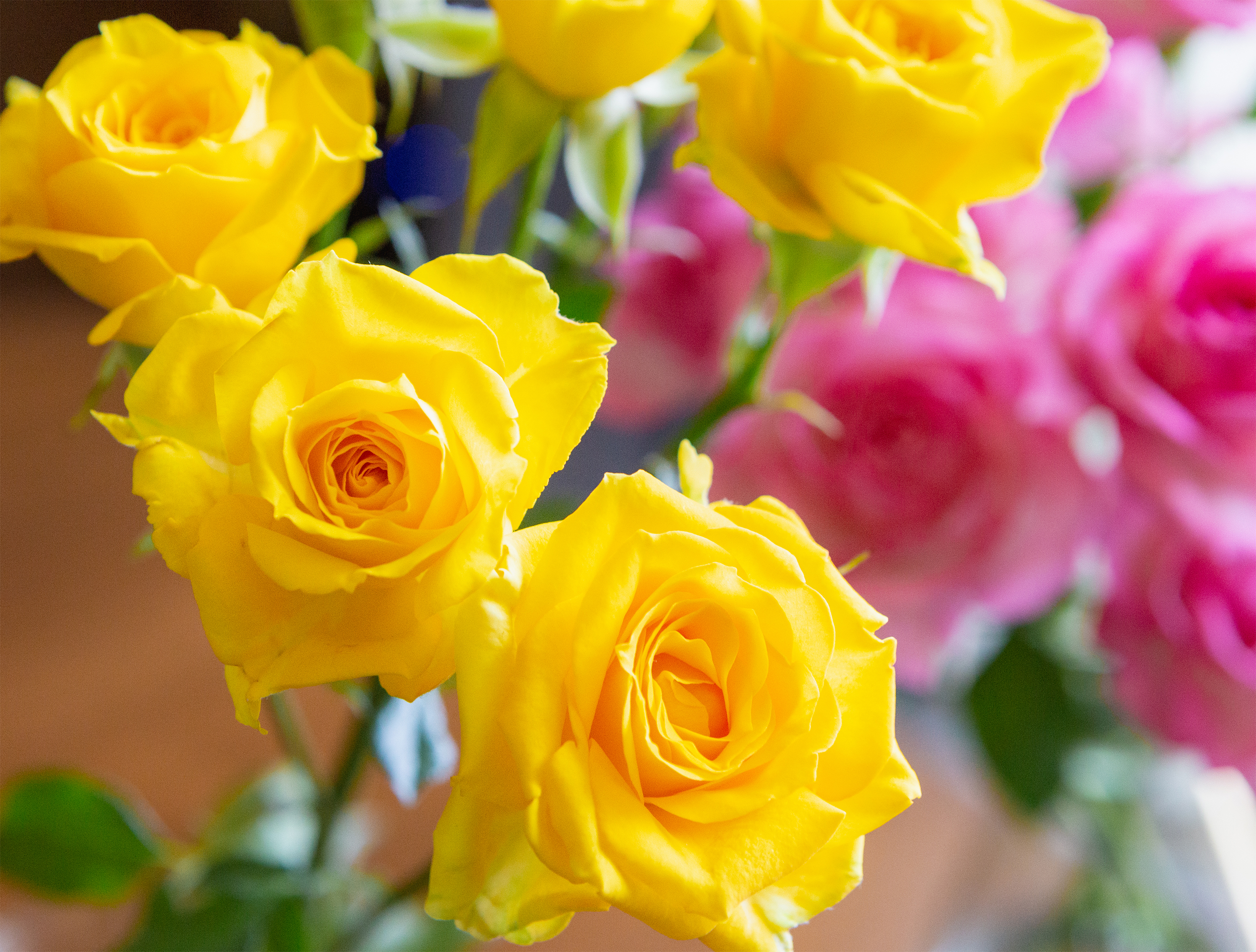 淡いピンクと黄色のバラ 薔薇 の花 無料の高画質フリー写真素材 イメージズラボ