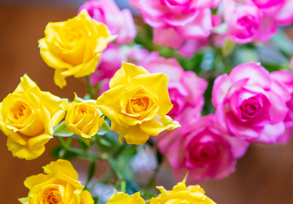 淡いピンクと黄色のバラ（薔薇）の花02のフリー写真素材