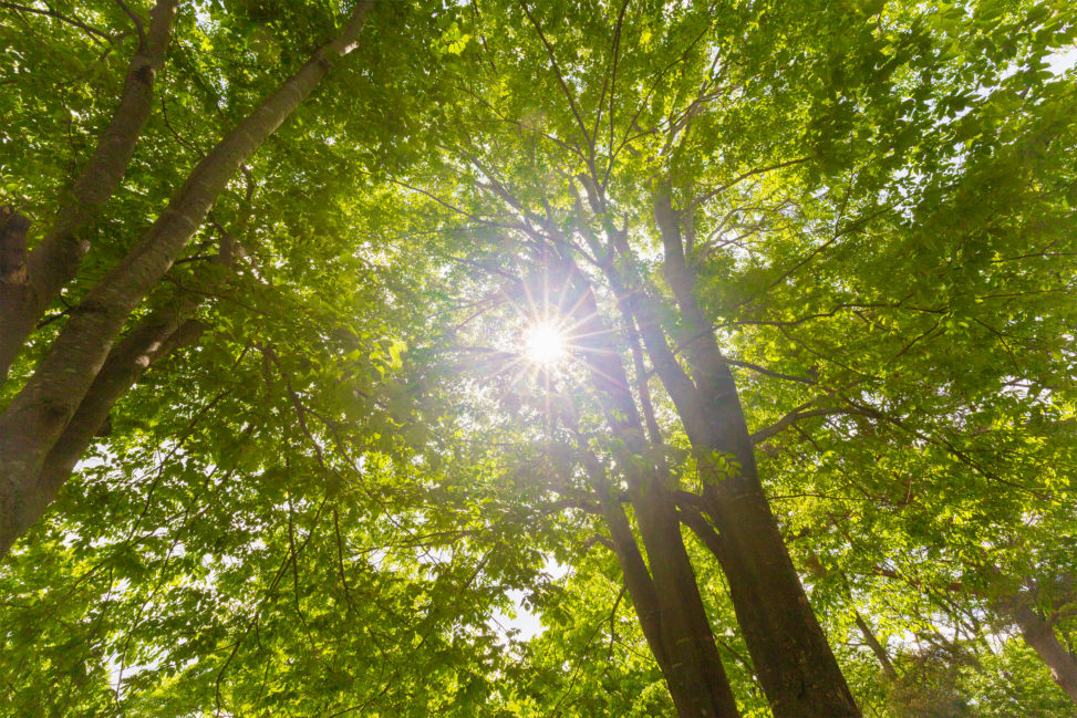 太陽光と鮮やかな新緑のフリー写真素材