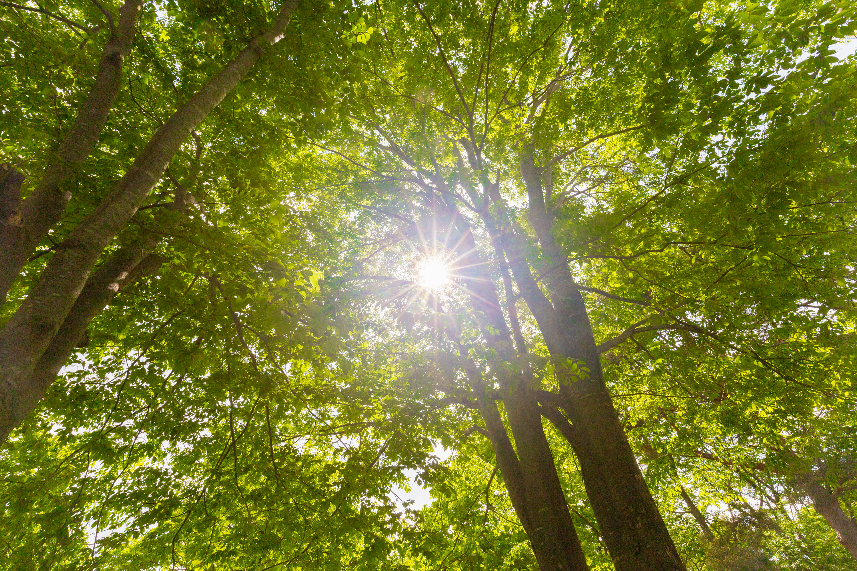太陽光と鮮やかな新緑 無料の高画質フリー写真素材 イメージズラボ