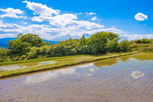 田植えをした田んぼの風景のフリー写真素材