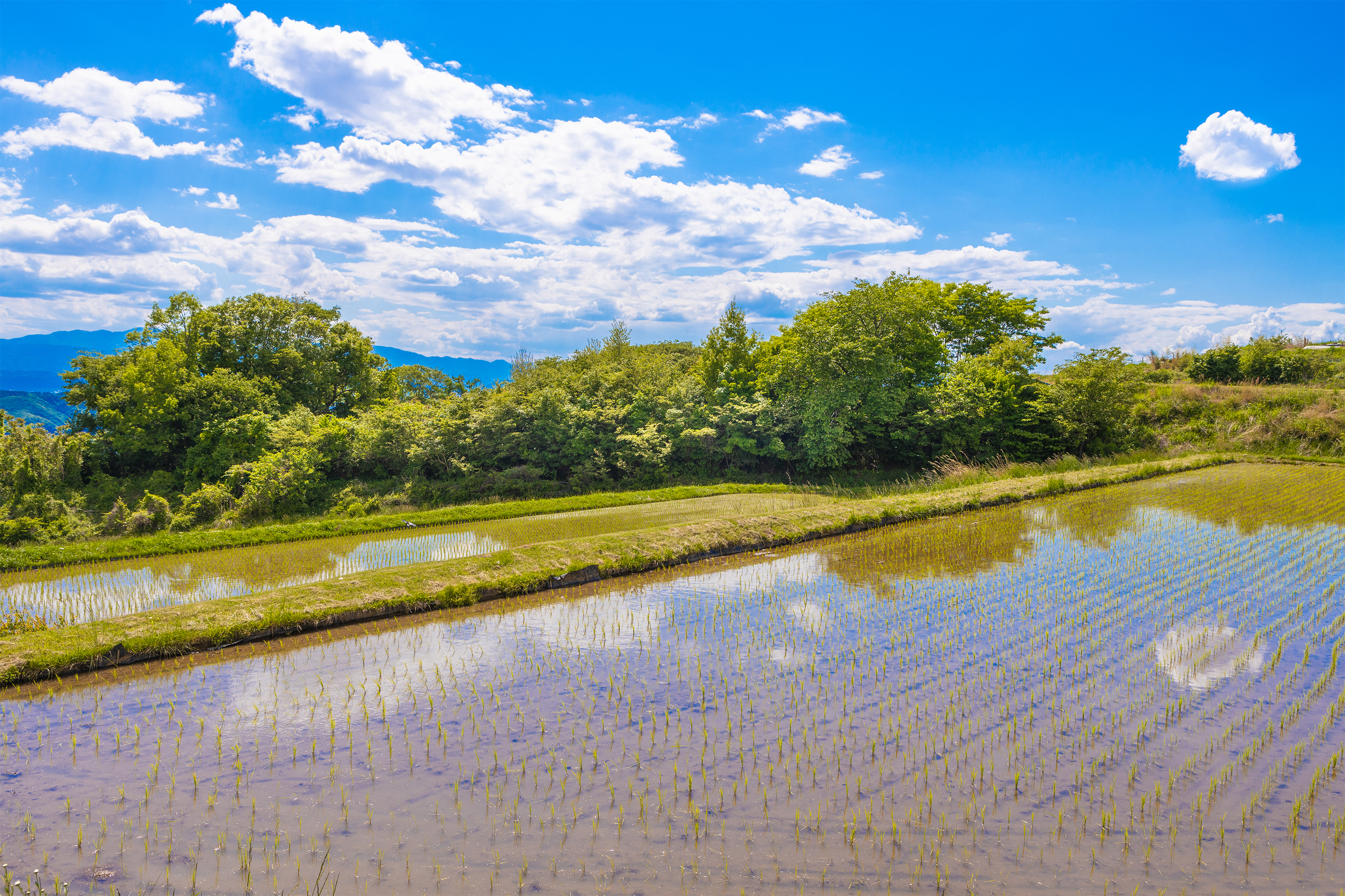 田植えをした田んぼの風景 無料の高画質フリー写真素材 イメージズラボ