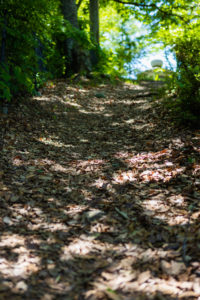 新緑と落ち葉の山道のフリー写真素材
