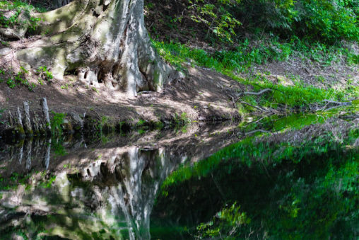 水面に反射する木の根元のフリー写真素材