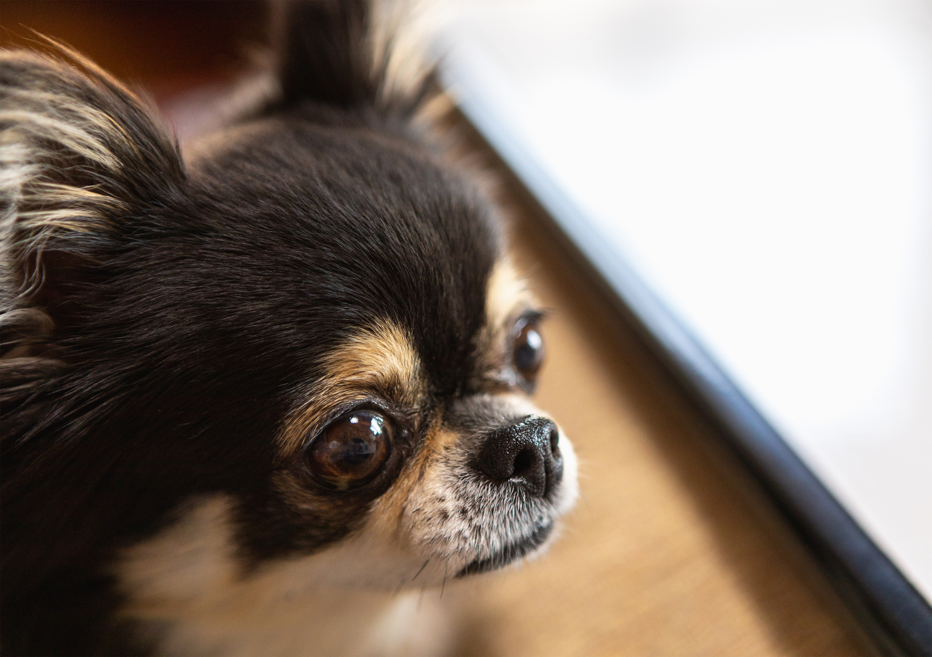 犬 チワワ05 無料の高画質フリー写真素材 イメージズラボ