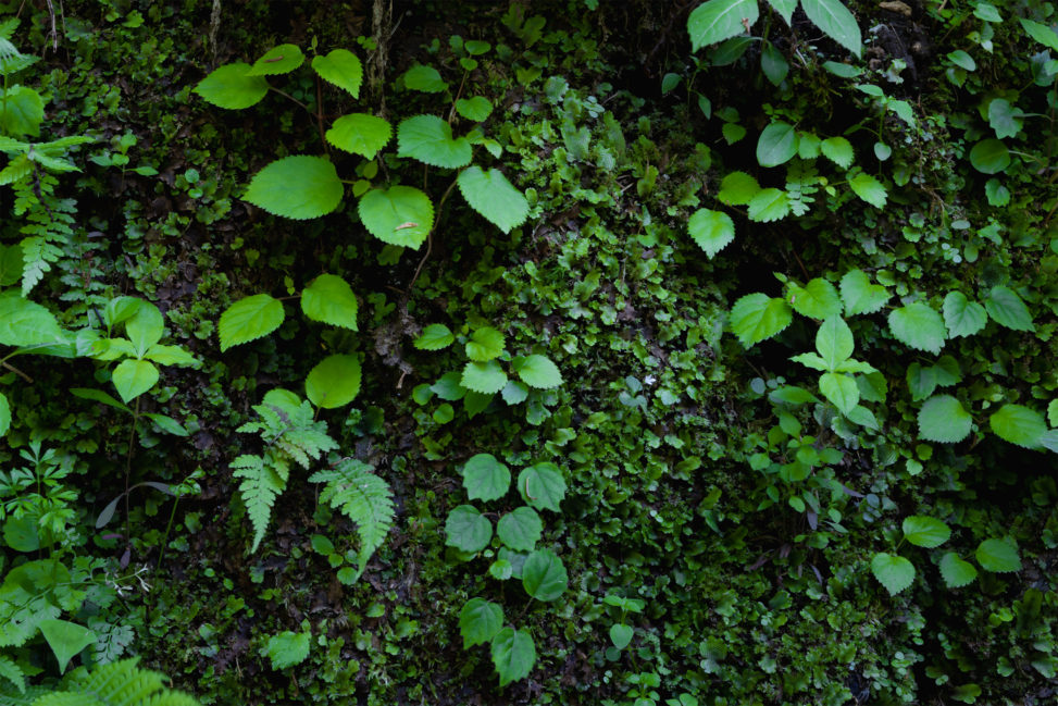 苔と葉のフリー写真素材