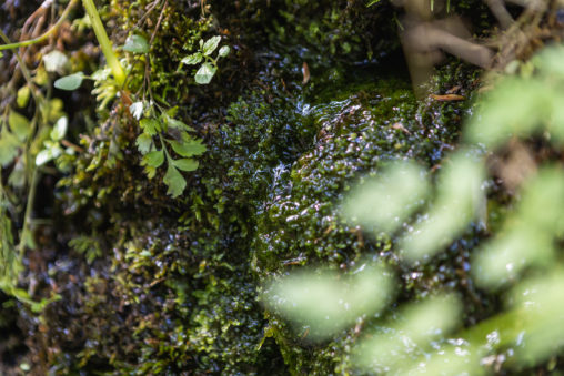 苔の石垣から出る湧き水のフリー写真素材