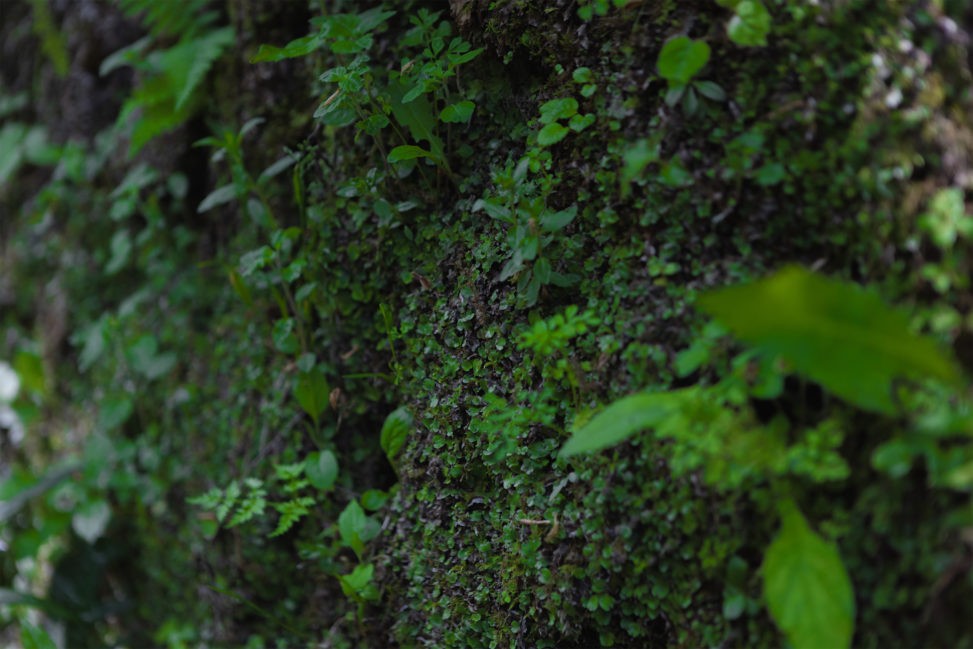 苔の石垣のフリー写真素材
