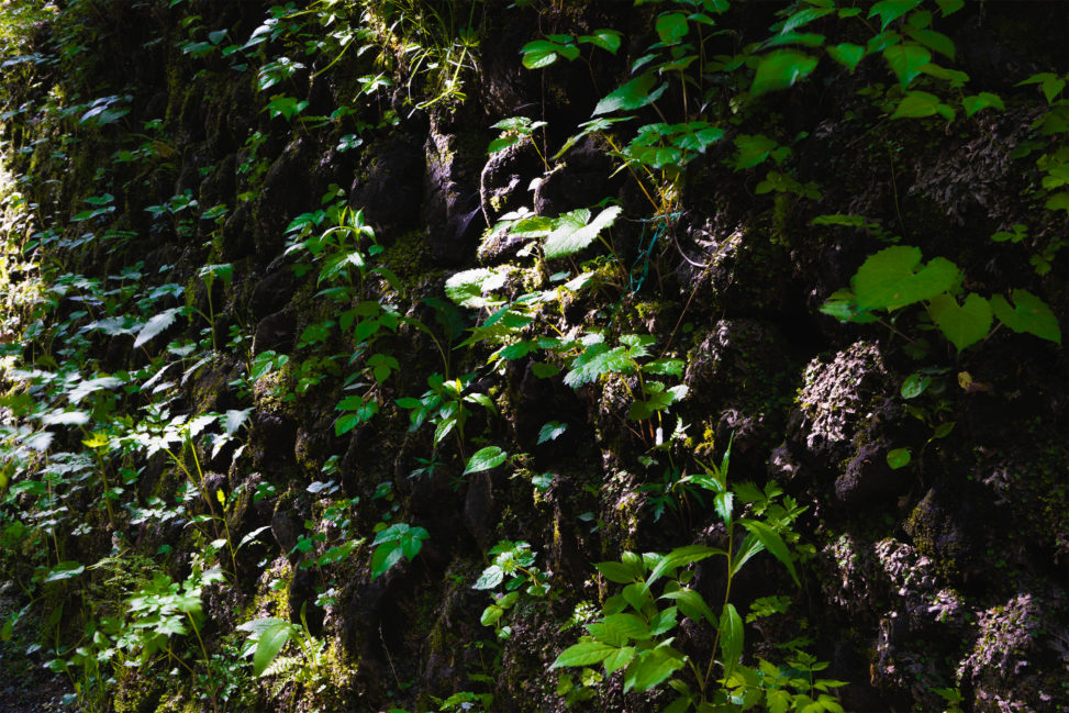苔の石垣と日差しのフリー写真素材