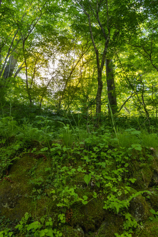 苔の石垣と緑鮮やかな森のフリー写真素材
