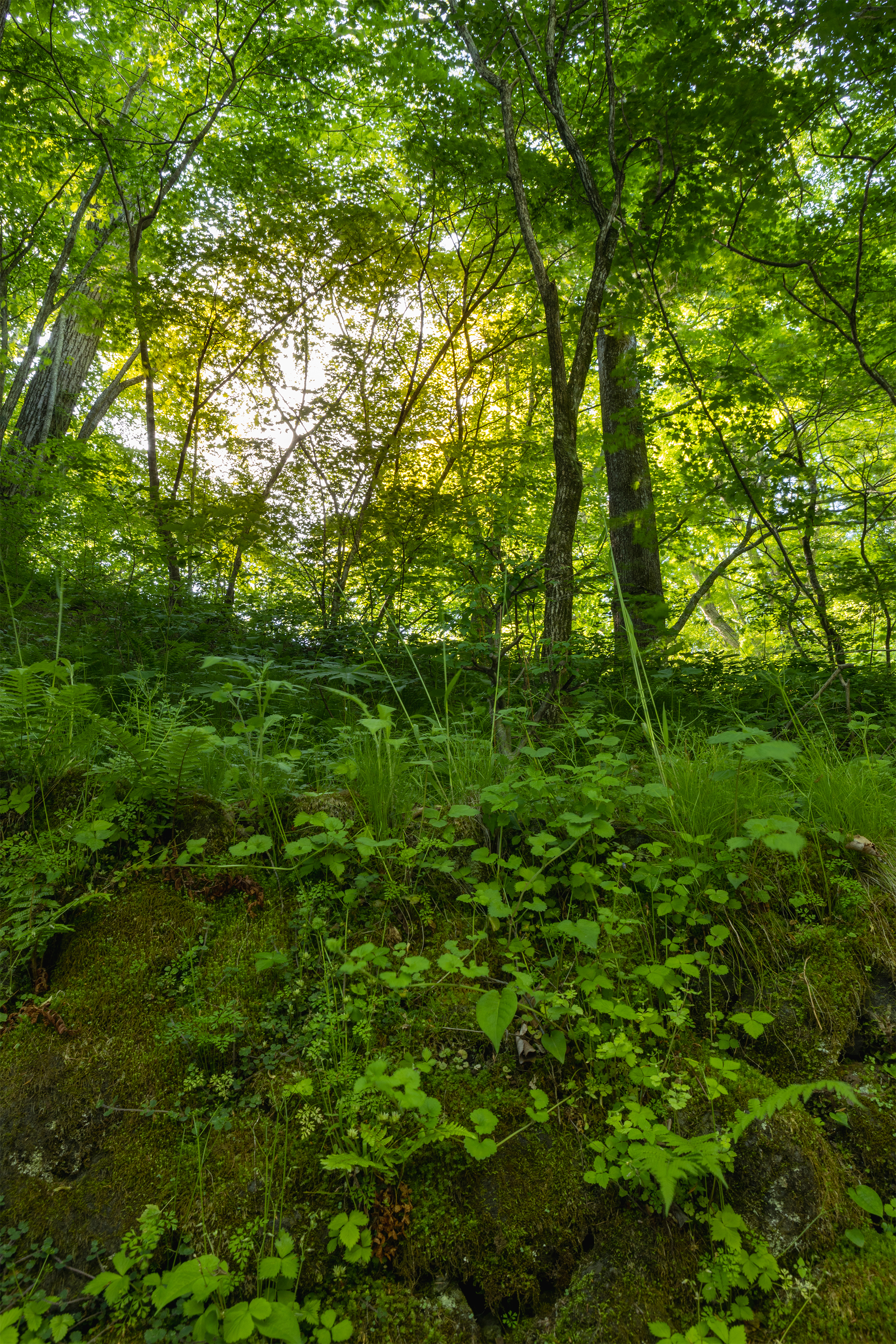 苔の石垣と緑鮮やかな森 無料の高画質フリー写真素材 イメージズラボ