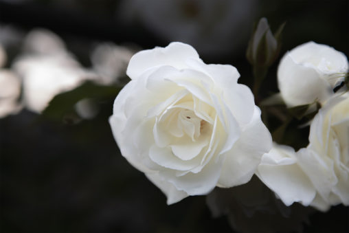 白いバラ（薔薇）のフリー写真素材