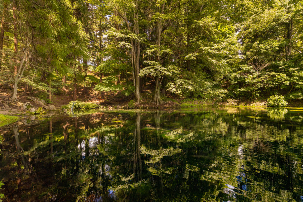 新緑が反射している大沼の池のフリー写真素材