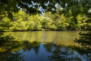 新緑の木立と雲場池（軽井沢）のフリー写真素材