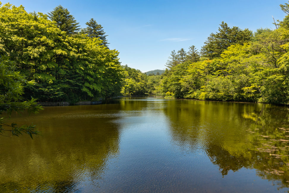 新緑と青空の雲場池（軽井沢）のフリー写真素材
