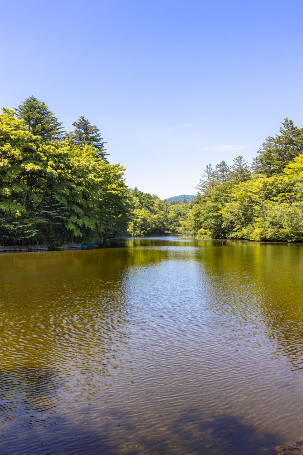 新緑と青空の雲場池（軽井沢）/縦アングルのフリー写真素材