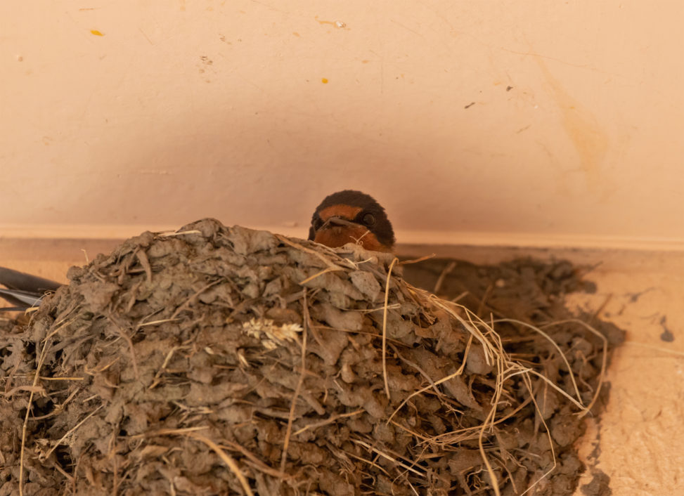 燕（ツバメ）の巣から顔を出す雛のフリー写真素材