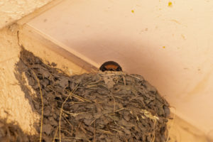 燕（ツバメ）の巣から顔を出す雛02のフリー写真素材