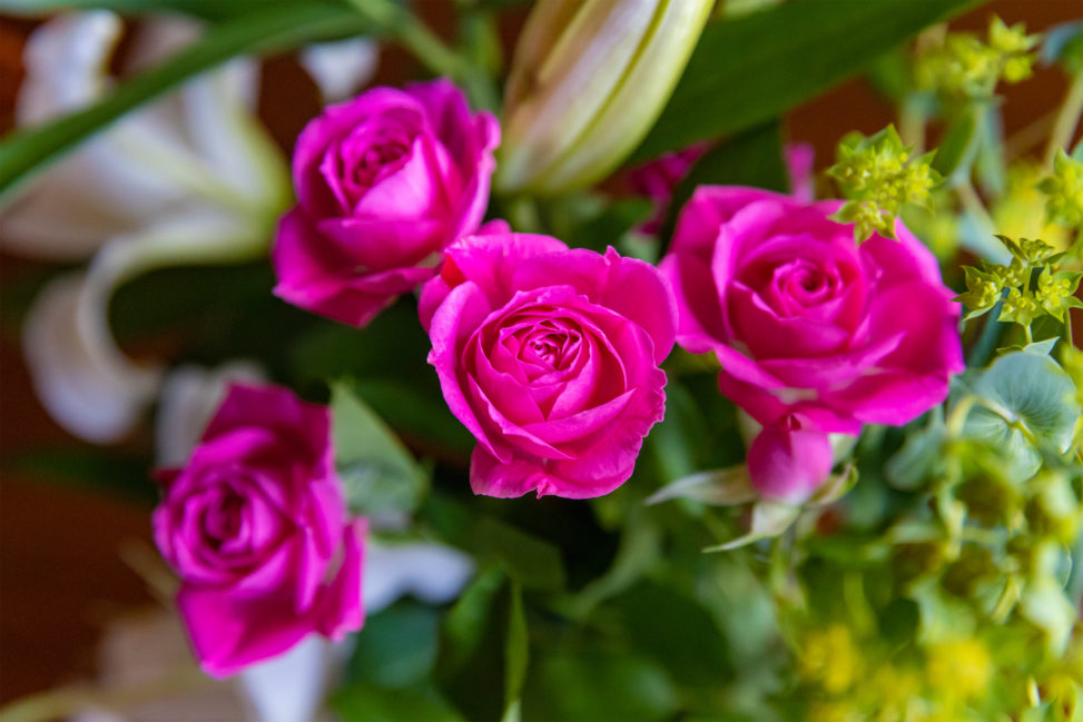 濃いピンク色のバラ（薔薇）の花のフリー写真素材