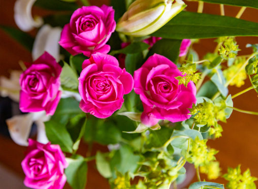 濃いピンク色のバラ（薔薇）の花02のフリー写真素材