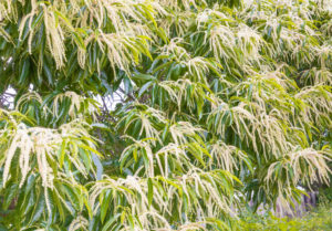 栗の花のフリー写真素材