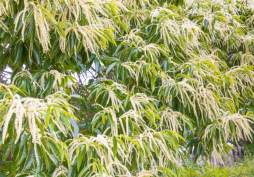 栗の花のフリー写真素材