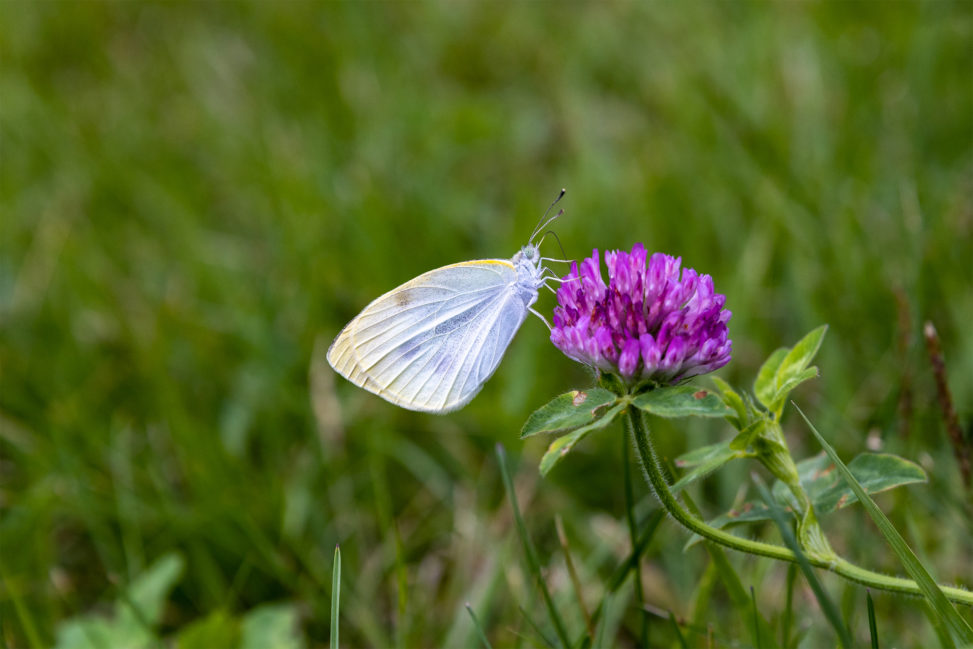 モンシロチョウ（蝶々）とムラサキツメクサのフリー写真素材