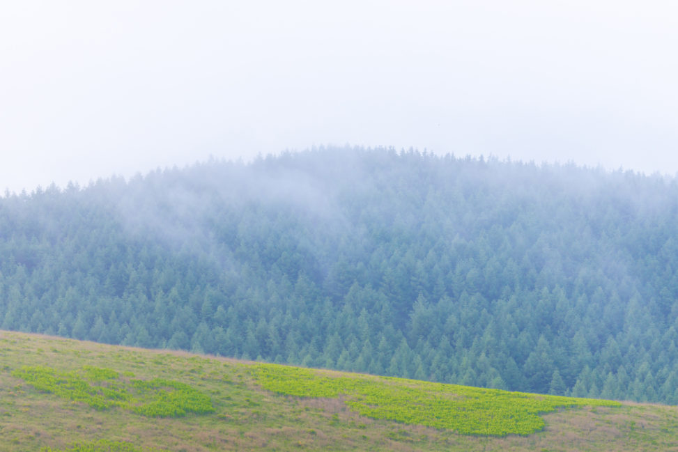 霧ヶ峰高原の霧の風景のフリー写真素材