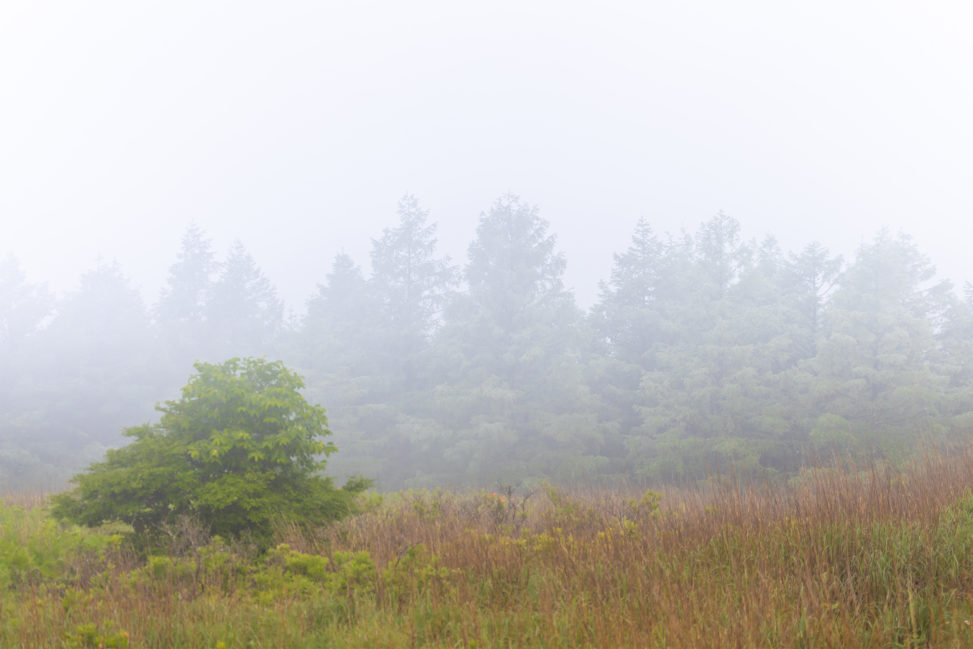 霧ヶ峰・新緑と霧のフリー写真素材