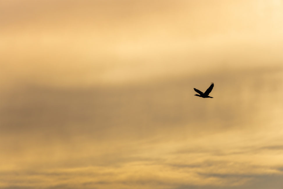 夕焼けと鳥のシルエットのフリー写真素材