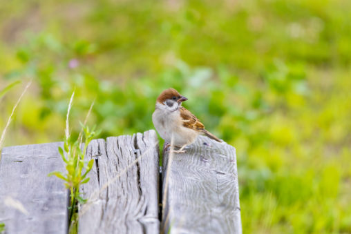 木のベンチにとまっているスズメ（雀）のフリー写真素材